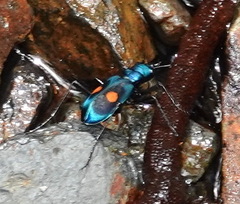 Pseudoxycheila