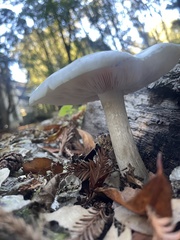 Pluteus petasatus