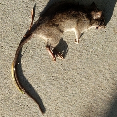 Rattus