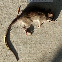 Rattus