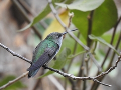 Elliotomyia chionogaster