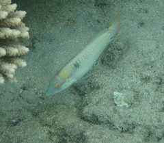 Halichoeres scapularis