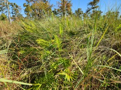 Cyclosorus interruptus