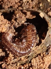 Cleidogona