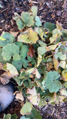 Alchemilla mollis