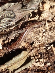 Cleidogona