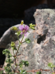 Pelargonium englerianum