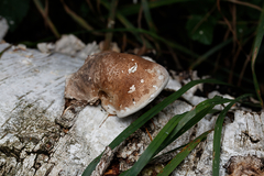 Fomitopsis betulina