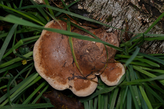 Fomitopsis betulina