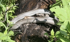 Masticophis mentovarius