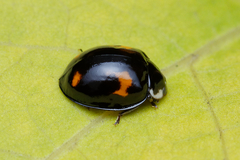 Harmonia axyridis