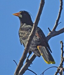 Psarocolius decumanus