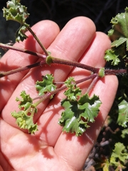 Pelargonium englerianum