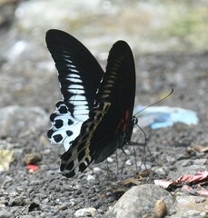 Papilio polymnestor