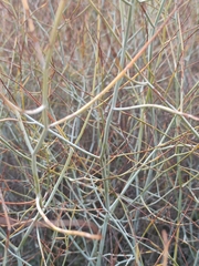 Rumex induratus