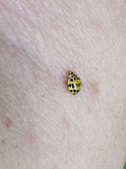 Psyllobora variegata