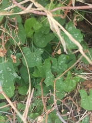 Rumex induratus