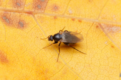 Phoridae