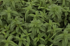 Mentha longifolia