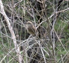 Campylorhynchus gularis
