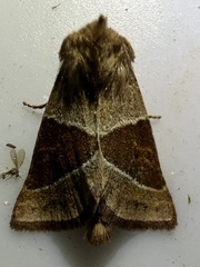 Lemmeria digitalis
