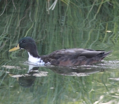 Anas platyrhynchos domesticus