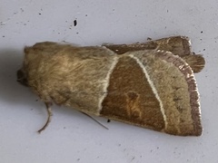Lemmeria digitalis