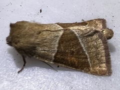 Lemmeria digitalis