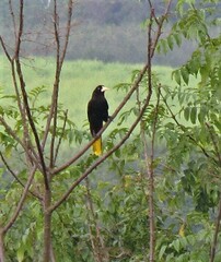 Psarocolius decumanus