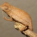Zomba Beardless Pygmy Chameleon - Photo (c) sav_hunter09, some rights reserved (CC BY-NC)
