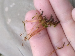 Tetraphis pellucida