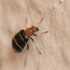 Gynandrobrotica