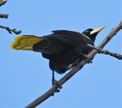 Psarocolius decumanus