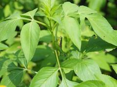 Sinopodisma formosana