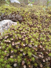 Polytrichum
