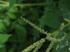 Amaranthus viridis