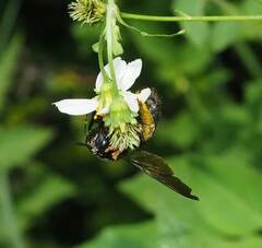 Xylocopa tranquebarorum