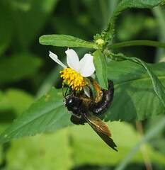 Xylocopa tranquebarorum