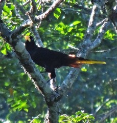 Psarocolius decumanus