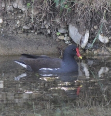Gallinula chloropus chloropus