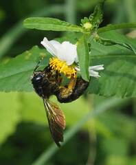 Xylocopa tranquebarorum