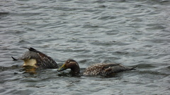 Tachyeres patachonicus