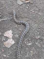 Thamnophis scalaris