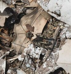 Trilophidia annulata