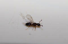 Technomyrmex gibbosus