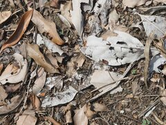 Trilophidia annulata