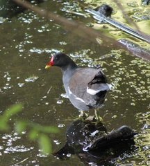 Gallinula chloropus chloropus