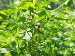 Argiope aetheroides