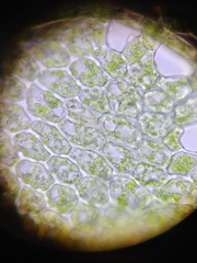 Ptilidium ciliare