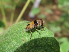 Palpada pusilla